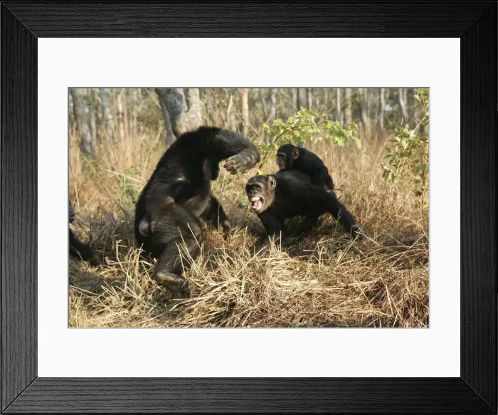 Framed Print : Chimpanzee - two fighting, one with young on back. Chimfunshi Chimp Reserve - Zambia - Africa Framed Print : Chimpanzee - two fighting, one with young on back. Chimfunshi Chimp Reserve - Zambia - Africa
