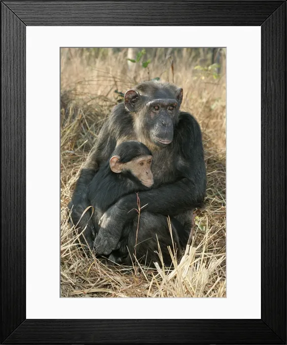 Framed Print : Chimpanzee - mother and young, sitting. Chimfunshi Chimp Reserve - Zambia - Africa
