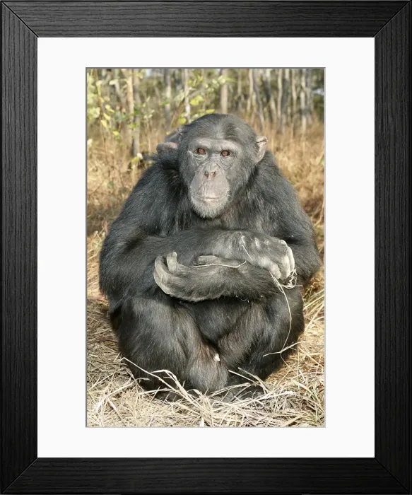 Framed Print : Chimpanzee - male sitting. Chimfunshi Chimp Reserve - Zambia - Africa