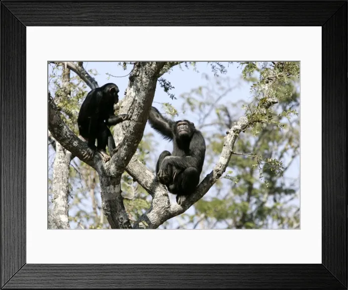 Framed Print : Chimpanzee - two in tree. Chimfunshi Chimp Reserve - Zambia - Africa Framed Print : Chimpanzee - two in tree. Chimfunshi Chimp Reserve - Zambia - Africa