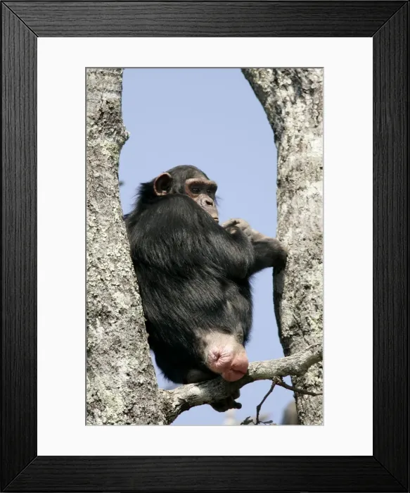 Framed Print : Chimpanzee - female in oestrus. Chimfunshi Chimp Reserve - Zambia - Africa Framed Print : Chimpanzee - female in oestrus. Chimfunshi Chimp Reserve - Zambia - Africa