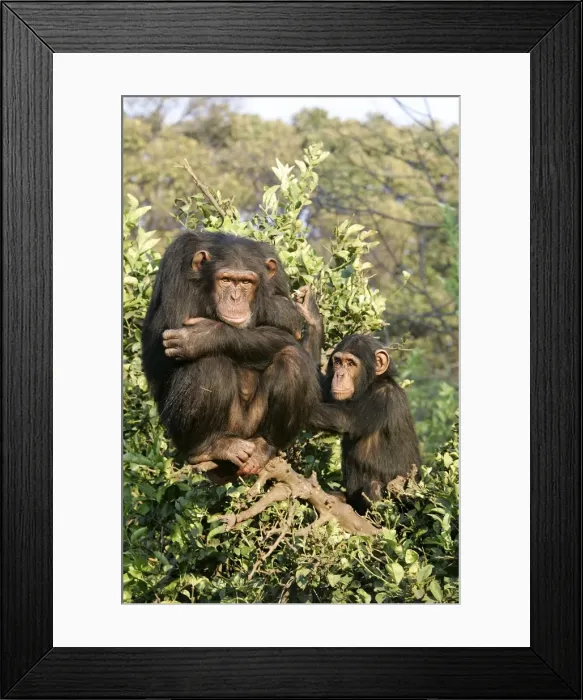 Framed Print : Chimpanzee - two in tree. Chimfunshi Chimp Reserve - Zambia - Africa