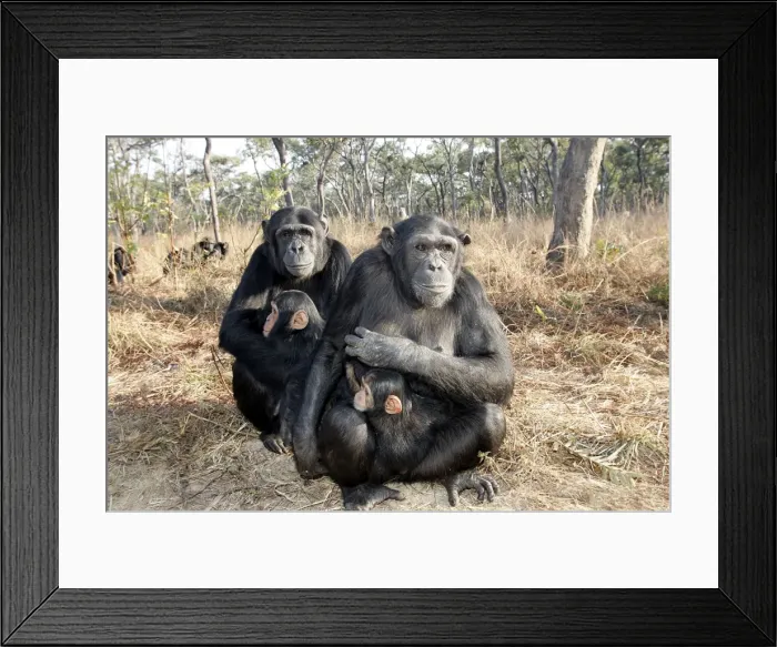Framed Print : Chimpanzee - two adults with young in arms. Chimfunshi Chimp Reserve - Zambia - Africa Framed Print : Chimpanzee - two adults with young in arms. Chimfunshi Chimp Reserve - Zambia - Africa