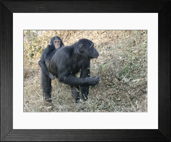 Framed Print : Chimpanzee - adults with young on back. Chimfunshi Chimp Reserve - Zambia - Africa Framed Print : Chimpanzee - adults with young on back. Chimfunshi Chimp Reserve - Zambia - Africa