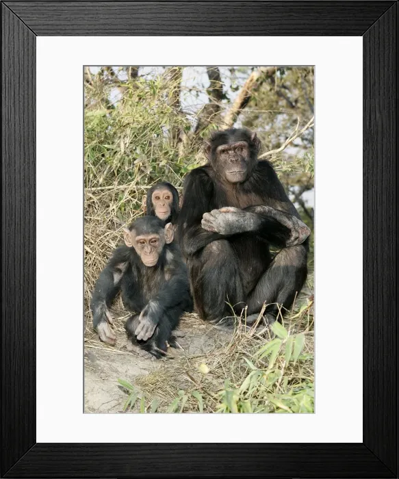 Framed Print : Chimpanzee - adult with young. Chimfunshi Chimp Reserve - Zambia - Africa Framed Print : Chimpanzee - adult with young. Chimfunshi Chimp Reserve - Zambia - Africa