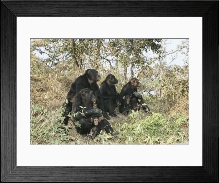 Framed Print : Chimpanzee - family group. Chimfunshi Chimp Reserve - Zambia - Africa Framed Print : Chimpanzee - family group. Chimfunshi Chimp Reserve - Zambia - Africa