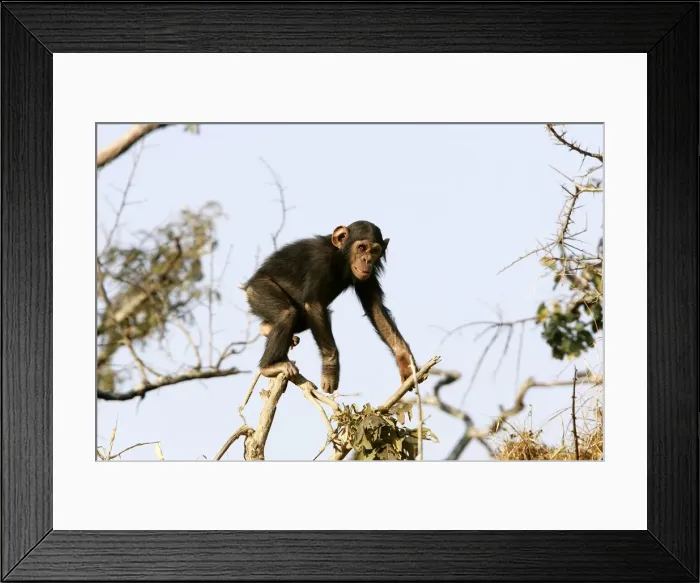 Framed Print : Chimpanzee - young climbing in tree. Chimfunshi Chimp Reserve - Zambia - Africa Framed Print : Chimpanzee - young climbing in tree. Chimfunshi Chimp Reserve - Zambia - Africa
