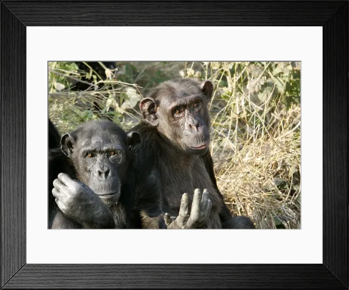 Framed Print : Chimpanzee - two. Chimfunshi Chimp Reserve - Zambia - Africa Framed Print : Chimpanzee - two. Chimfunshi Chimp Reserve - Zambia - Africa