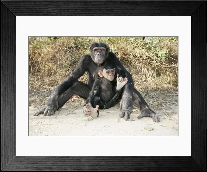 Framed Print : Chimpanzee - adult with young. Chimfunshi Chimp Reserve - Zambia - Africa Framed Print : Chimpanzee - adult with young. Chimfunshi Chimp Reserve - Zambia - Africa