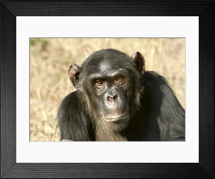 Framed Print : Chimpanzee. Chimfunshi Chimp Reserve - Zambia - Africa Framed Print : Chimpanzee. Chimfunshi Chimp Reserve - Zambia - Africa