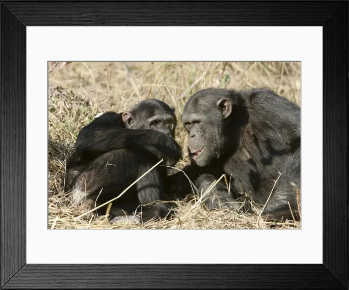 Framed Print : Chimpanzee - two. Chimfunshi Chimp Reserve - Zambia - Africa Framed Print : Chimpanzee - two. Chimfunshi Chimp Reserve - Zambia - Africa