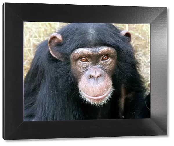 Chimpanzee - close-up of face. Chimfunshi Chimp Reserve - Zambia - Africa