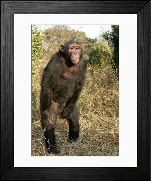 Framed Print : Chimpanzee. Chimfunshi Chimpanzee Reserve - Zambia - Afruca Framed Print : Chimpanzee. Chimfunshi Chimpanzee Reserve - Zambia - Afruca