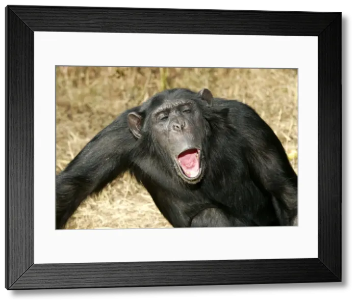 Framed Print : Chimpanzee - showing aggression. Chimfunshi Chimpanzee Reserve - Zambia - Afruca Framed Print : Chimpanzee - showing aggression. Chimfunshi Chimpanzee Reserve - Zambia - Afruca