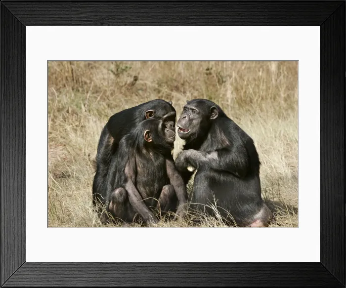Framed Print : Chimpanzee - three. Chimfunshi Chimp Reserve - Zambia - Africa Framed Print : Chimpanzee - three. Chimfunshi Chimp Reserve - Zambia - Africa