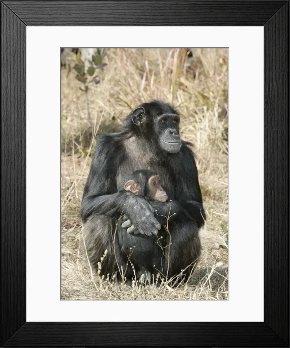 Framed Print : Chimpanzee - two, adult with young. Chimfunshi Chimp Reserve - Zambia - Africa