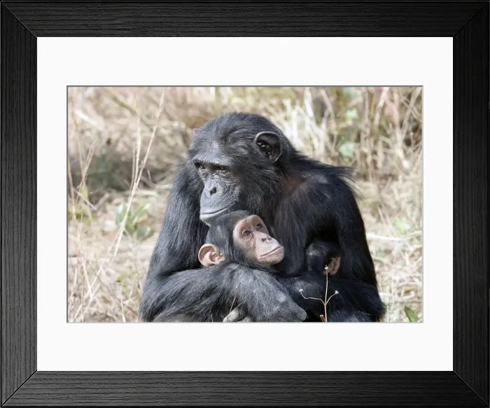 Framed Print : Chimpanzee - adult cuddling baby. Chimfunshi Chimp Reserve - Zambia - Africa Framed Print : Chimpanzee - adult cuddling baby. Chimfunshi Chimp Reserve - Zambia - Africa