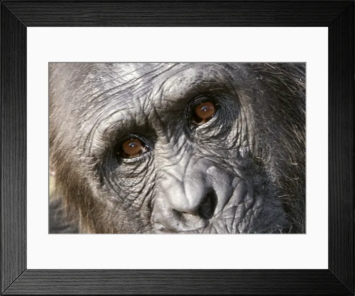 Framed Print : Chimpanzee - close-up of face. Chimfunshi Chimp Reserve - Zambia - Africa Framed Print : Chimpanzee - close-up of face. Chimfunshi Chimp Reserve - Zambia - Africa