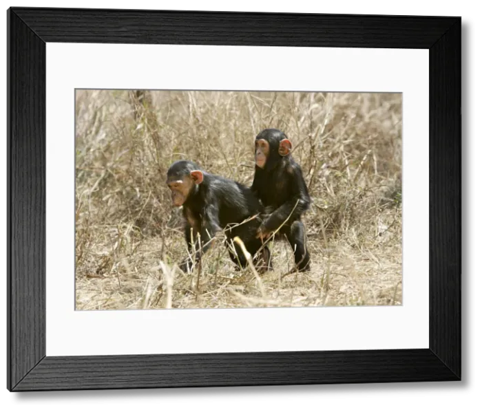 Framed Print : Chimpanzee - two. Chimfunshi Chimp Reserve - Zambia - Africa Framed Print : Chimpanzee - two. Chimfunshi Chimp Reserve - Zambia - Africa