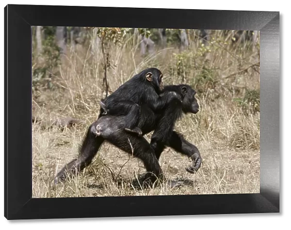 Chimpanzee - adult giving piggy-back to young. Chimfunshi Chimp Reserve - Zambia - Africa
