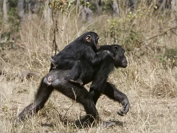 Chimpanzee - adult giving piggy-back to young. Chimfunshi Chimp Reserve - Zambia - Africa