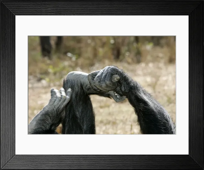 Framed Print : Chimpanzee - close-up of hand and foot. Chimfunshi Chimp Reserve - Zambia - Africa Framed Print : Chimpanzee - close-up of hand and foot. Chimfunshi Chimp Reserve - Zambia - Africa