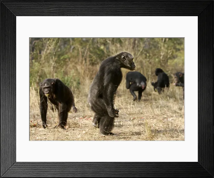 Framed Print : Chimpanzee - standing. Chimfunshi Chimp Reserve - Zambia - Africa Framed Print : Chimpanzee - standing. Chimfunshi Chimp Reserve - Zambia - Africa