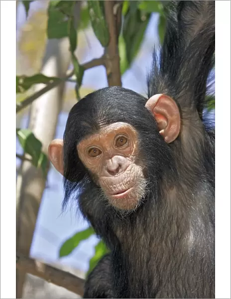 Chimpanzee - young in tree. Chimfunshi Chimp Reserve - Zambia - Africa