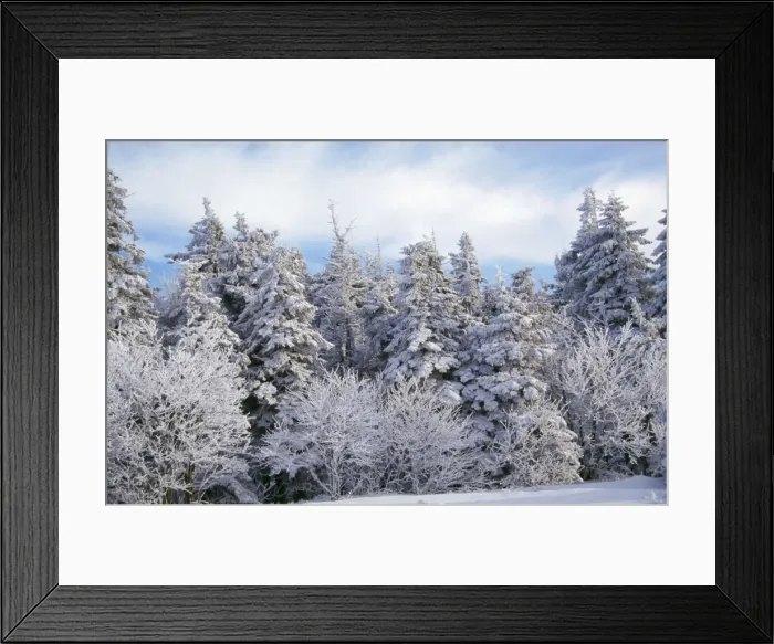 Framed Print : Snow - on Spruce Tree in forest Vosges Forest, France Framed Print : Snow - on Spruce Tree in forest Vosges Forest, France