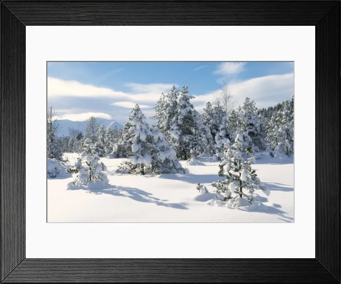 Framed Print : Snow - Spruce Forest in winter snow Grenoble, France Framed Print : Snow - Spruce Forest in winter snow Grenoble, France