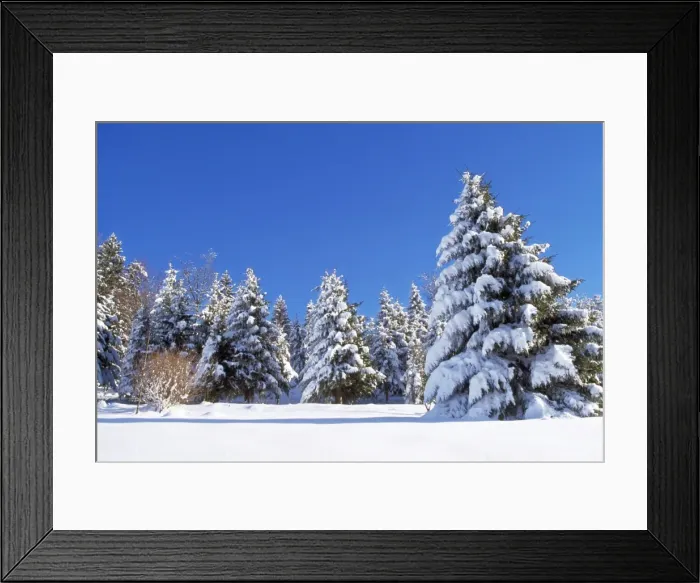 Framed Print : Snow - on Spruce Forest Grenoble, France Framed Print : Snow - on Spruce Forest Grenoble, France