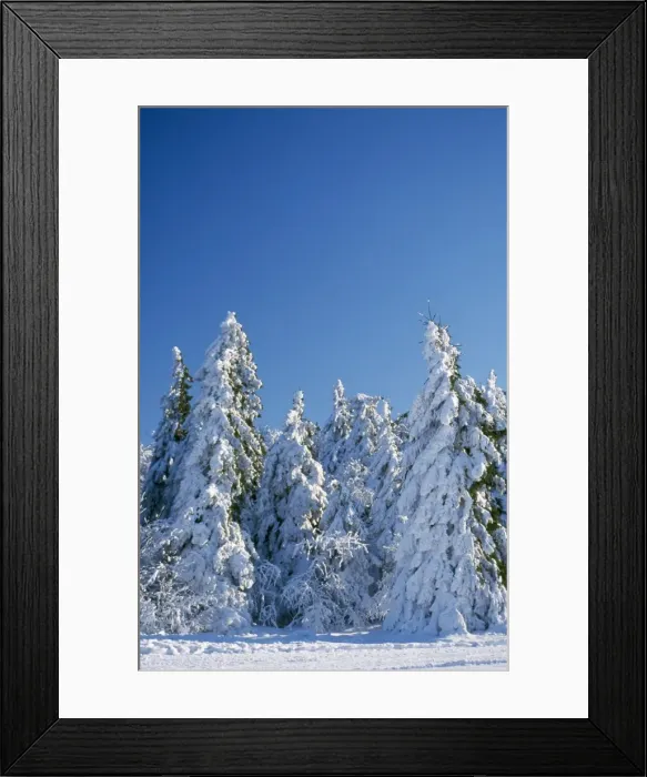 Framed Print : Snow - on forest Vosges Forest, Alsace, France Framed Print : Snow - on forest Vosges Forest, Alsace, France
