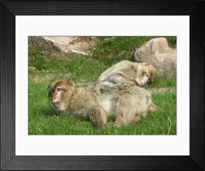 Framed Print : Barbary Macaque - female grooming male. Mountain of Monkeys - Kientzheim - Alsace - France Framed Print : Barbary Macaque - female grooming male. Mountain of Monkeys - Kientzheim - Alsace - France