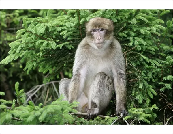 Barbary Macaque - young. Mountain of Monkeys - Kientzheim - Alsace - France