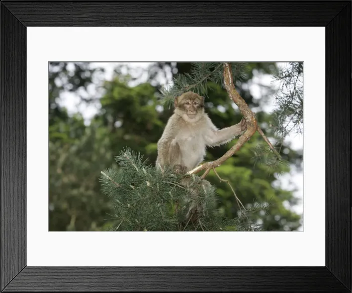 Framed Print : Barbary Macaque - young. Mountain of Monkeys - Kientzheim - Alsace - France Framed Print : Barbary Macaque - young. Mountain of Monkeys - Kientzheim - Alsace - France