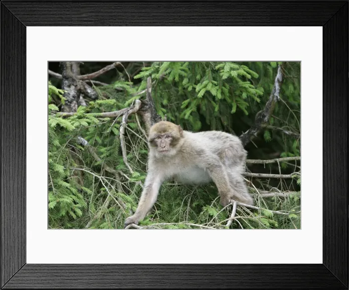 Framed Print : Barbary Macaque - young. Mountain of Monkeys - Kientzheim - Alsace - France Framed Print : Barbary Macaque - young. Mountain of Monkeys - Kientzheim - Alsace - France