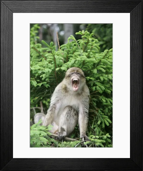Framed Print : Barbary Macaque - calling as frightened. Mountain of Monkeys - Kientzheim - Alsace - France Framed Print : Barbary Macaque - calling as frightened. Mountain of Monkeys - Kientzheim - Alsace - France