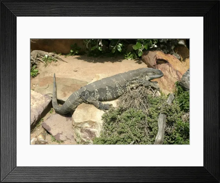 Framed Print : White-throated / Rock Monitor Lizard - shedding skin South Africa Varanus ex Framed Print : White-throated / Rock Monitor Lizard - shedding skin South Africa Varanus ex