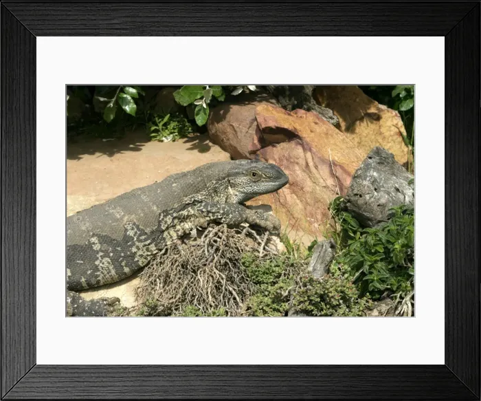 Framed Print : White-throated  /  Rock Monitor Lizard - shedding skin South Africa Varanus ex