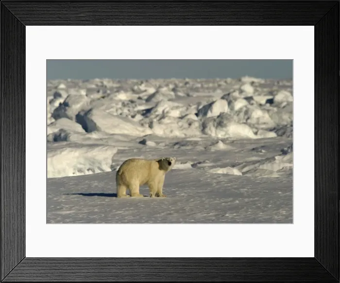 Framed Print : Polar Bear - in frozen habitat landscape. Spitzbergen. Svalbard Framed Print : Polar Bear - in frozen habitat landscape. Spitzbergen. Svalbard