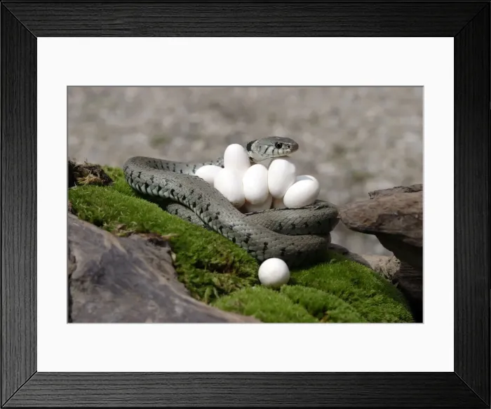 Framed Print : Grass / Ringed Snake - at nest with eggs. Alsace. France Framed Print : Grass / Ringed Snake - at nest with eggs. Alsace. France