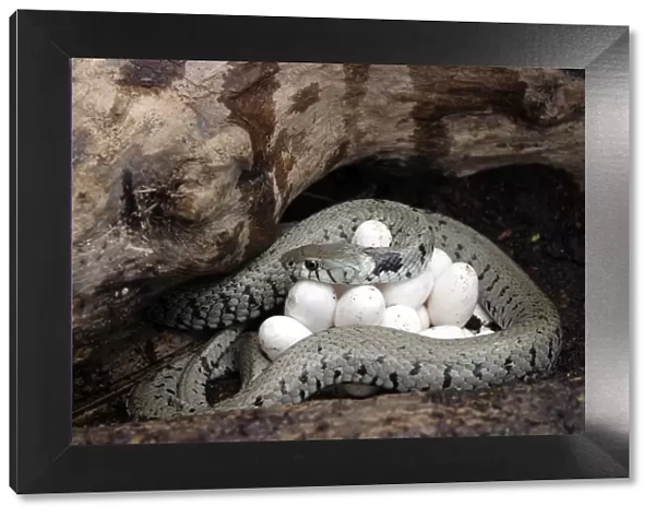 Grass  /  Ringed Snake - at nest, coiled around eggs. Alsace. France