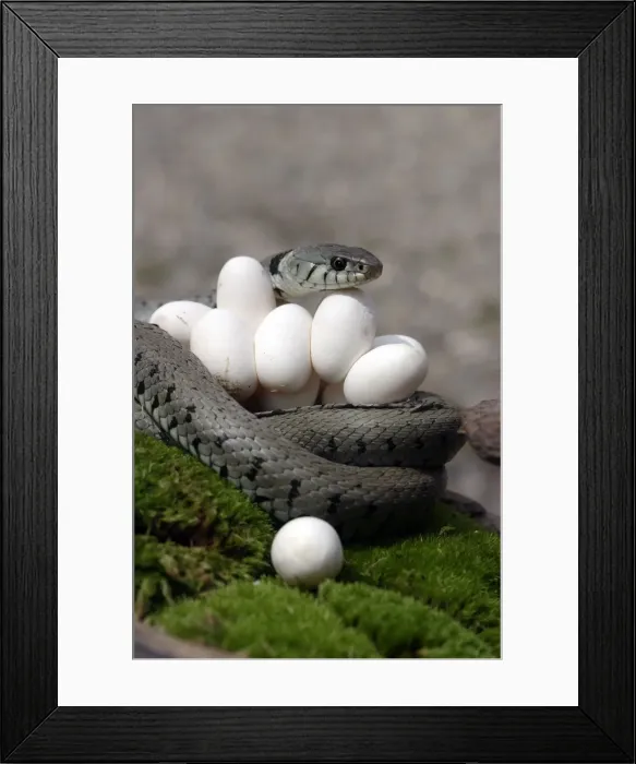 Framed Print : Grass  /  Ringed Snake - at nest protecting eggs. Alsace. France