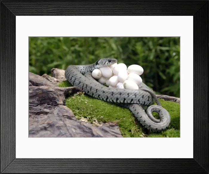 Framed Print : Grass / Ringed Snake - at nest protecting eggs. Alsace. France Framed Print : Grass / Ringed Snake - at nest protecting eggs. Alsace. France