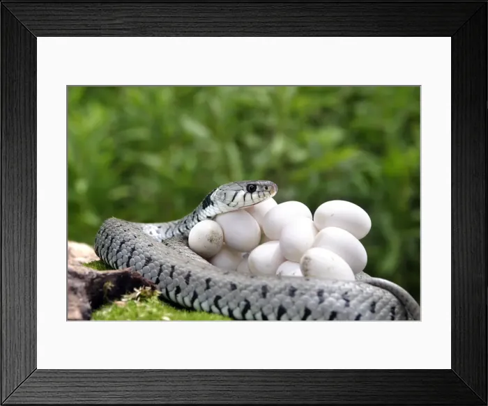 Framed Print : Grass / Ringed Snake - protecting eggs. Alsace. France Framed Print : Grass / Ringed Snake - protecting eggs. Alsace. France
