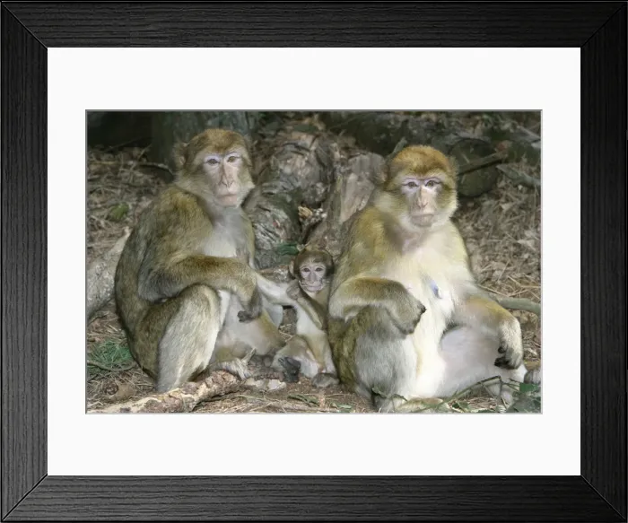 Framed Print : Barbary macaque / ape or rock ape - females and young. Distribution: Algeria, Morocco, Tunisia and Gibraltar Framed Print : Barbary macaque / ape or rock ape - females and young. Distribution: Algeria, Morocco, Tunisia and Gibraltar