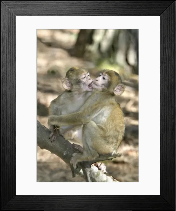 Framed Print : Barbary macaque / ape or rock ape - young playing. Monkey Mountain, Kientzheim. France. Distribution: Algeria, Morocco, Tunisia and Gibraltar Framed Print : Barbary macaque / ape or rock ape - young playing. Monkey Mountain, Kientzheim. France. Distribution: Algeria, Morocco, Tunisia and Gibraltar