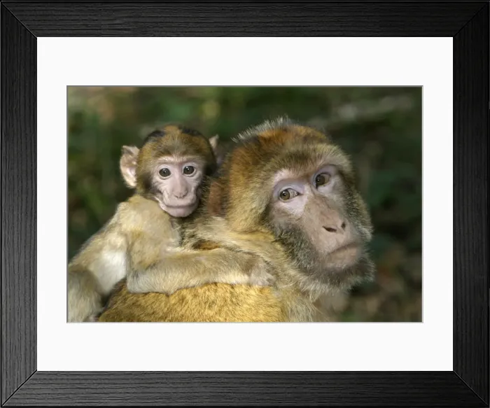 Framed Print : Barbary macaque / ape or rock ape - male carrying young. Monkey Mountain, Alsace France. Distribution: Algeria, Morocco, Tunisia and Gibraltar Framed Print : Barbary macaque / ape or rock ape - male carrying young. Monkey Mountain, Alsace France. Distribution: Algeria, Morocco, Tunisia and Gibraltar