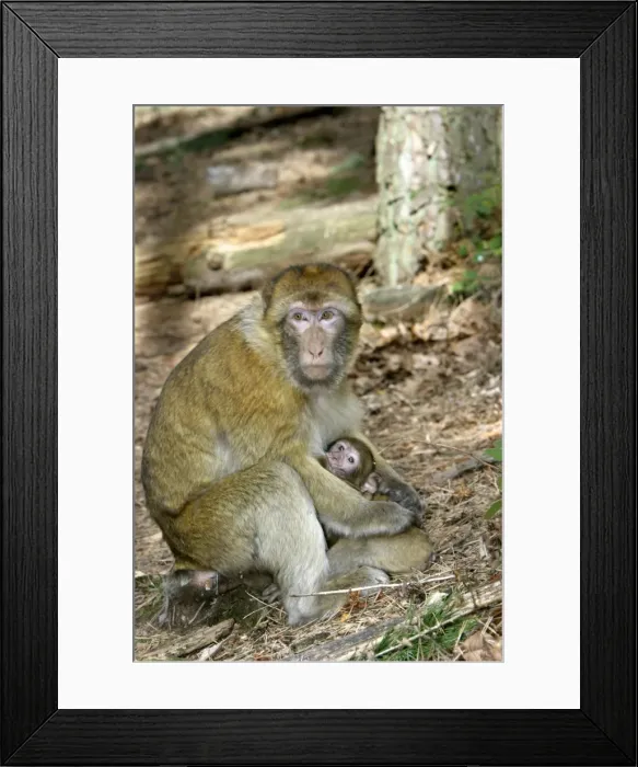 Framed Print : Barbary macaque / ape or rock ape - female suckling young. Monkey Mountain, Alsace, France. Distribution: Algeria, Morocco, Tunisia and Gibraltar Framed Print : Barbary macaque / ape or rock ape - female suckling young. Monkey Mountain, Alsace, France. Distribution: Algeria, Morocco, Tunisia and Gibraltar