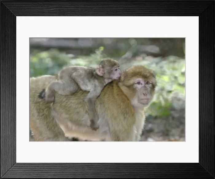 Framed Print : Barbary macaque / ape or rock ape - female carrying young. Monkey Mountain, Alsace. France. Distribution: Algeria, Morocco, Tunisia and Gibraltar Framed Print : Barbary macaque / ape or rock ape - female carrying young. Monkey Mountain, Alsace. France. Distribution: Algeria, Morocco, Tunisia and Gibraltar